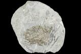 Fossil Echinoid (Archaeocidaris) - Indiana #110588-1